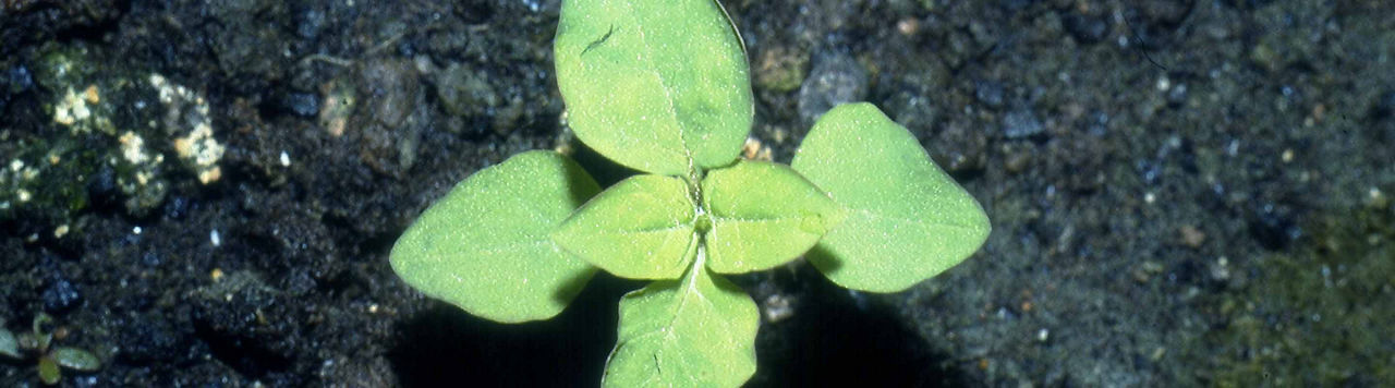 Viballa, une performance accrue, également sur chénopodes