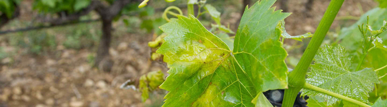 Contre le midliou, l’efficacité des solutions Zorvec™ Zelavin en vidéo