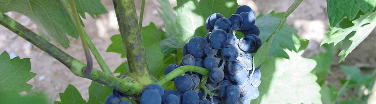 « Zorvec™ active, j’en ai déjà parlé à d’autres viticulteurs », Daniel Gauvain, viticulteur en Gironde
