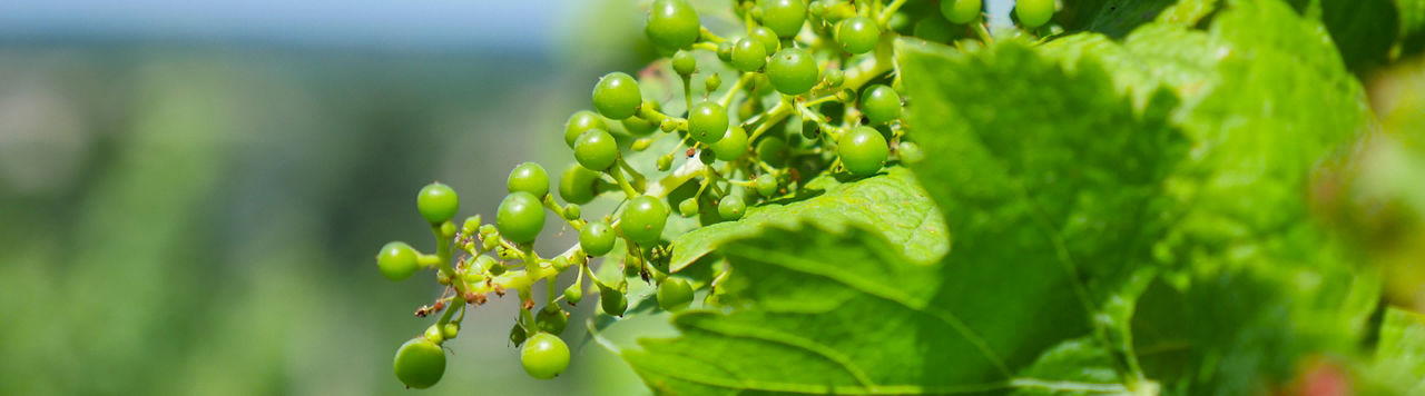 Vinification : comment maîtriser le taux d’alcool ?