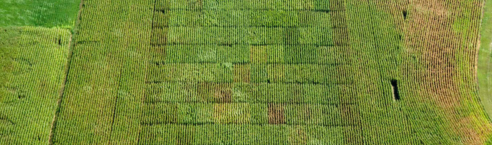 Vincent, au cœur de l’expérimentation pour une agriculture plus durable
