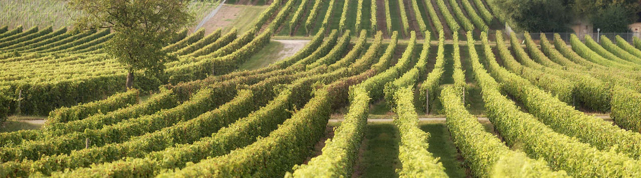 Visualiser les résultats d’essais des biostimulants en temps réel