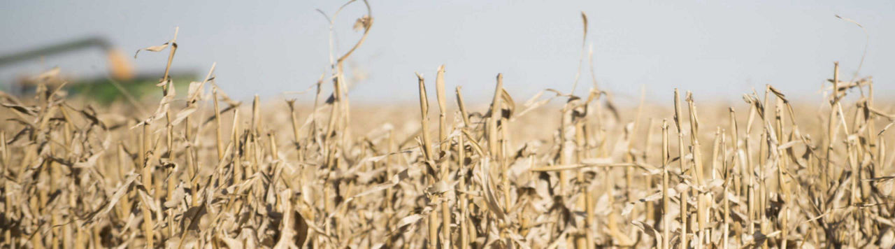 Comment saisir les opportunités de soudure en maïs ?