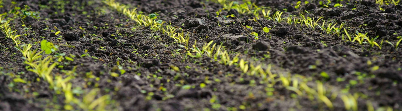 Comment sécuriser le potentiel de ma parcelle dès le début de cycle ?