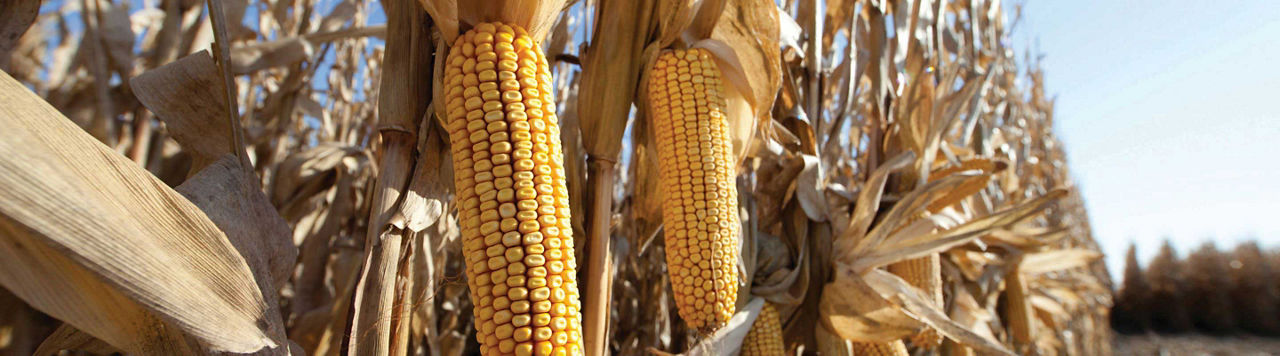 Le Sem’Expert Dry, mon maïs idéal en agriculture de conservation des sols