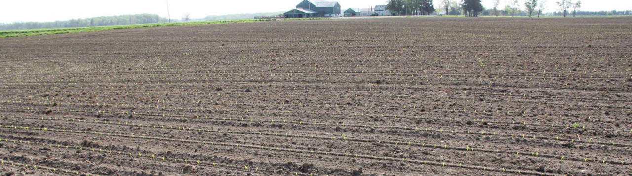 La réussite des semis de printemps commence en hiver, dans les ateliers à l’abri du mauvais temps