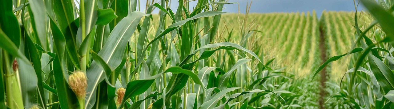 Fertilisation : connaitre les stades clés pour fractionner mes apports