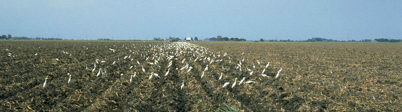 J’utilise des semences LumiGEN Répulsif Oiseaux
