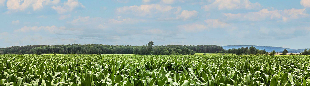 L’azote de l’air enfin disponible pour nourrir mon maïs !