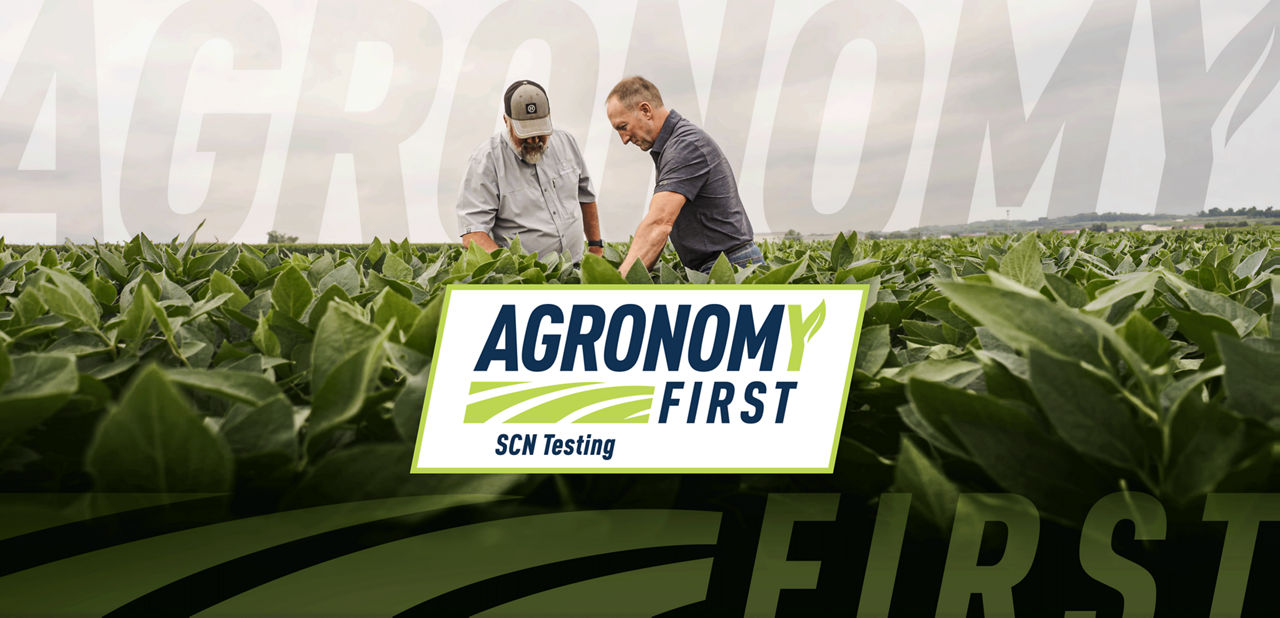 Two men looking at soybean field