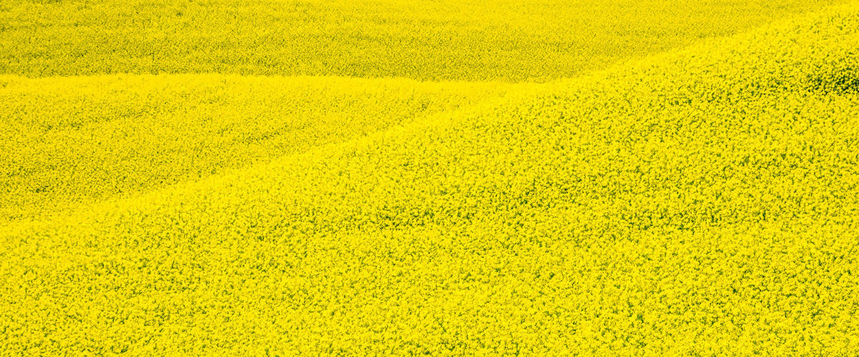 Brevant® seeds Nexera® canola