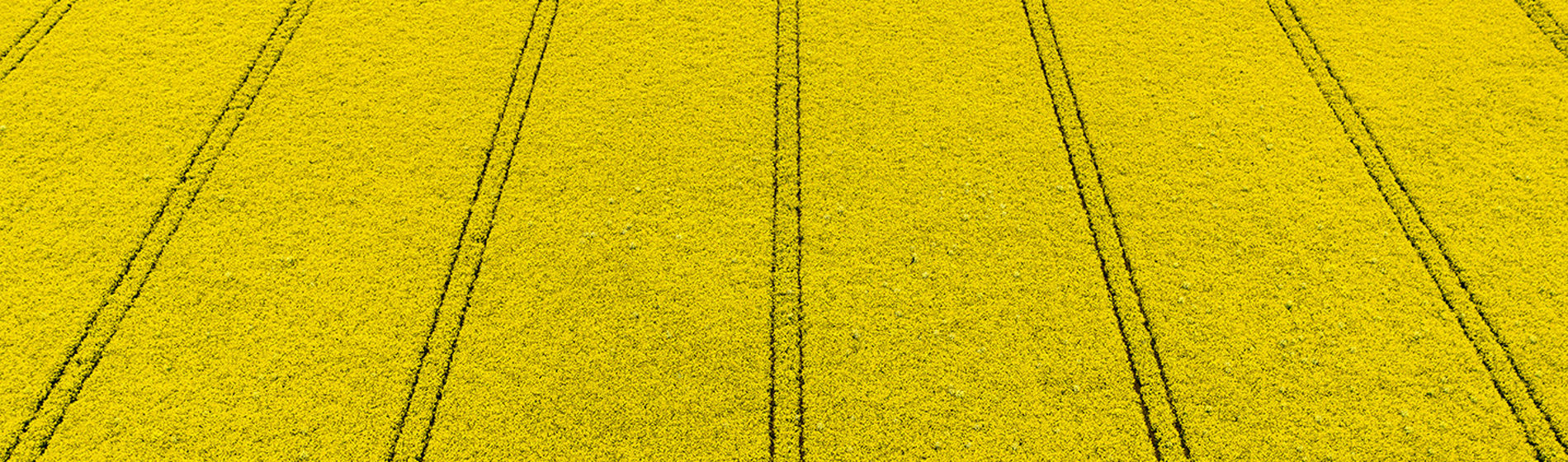 canola field