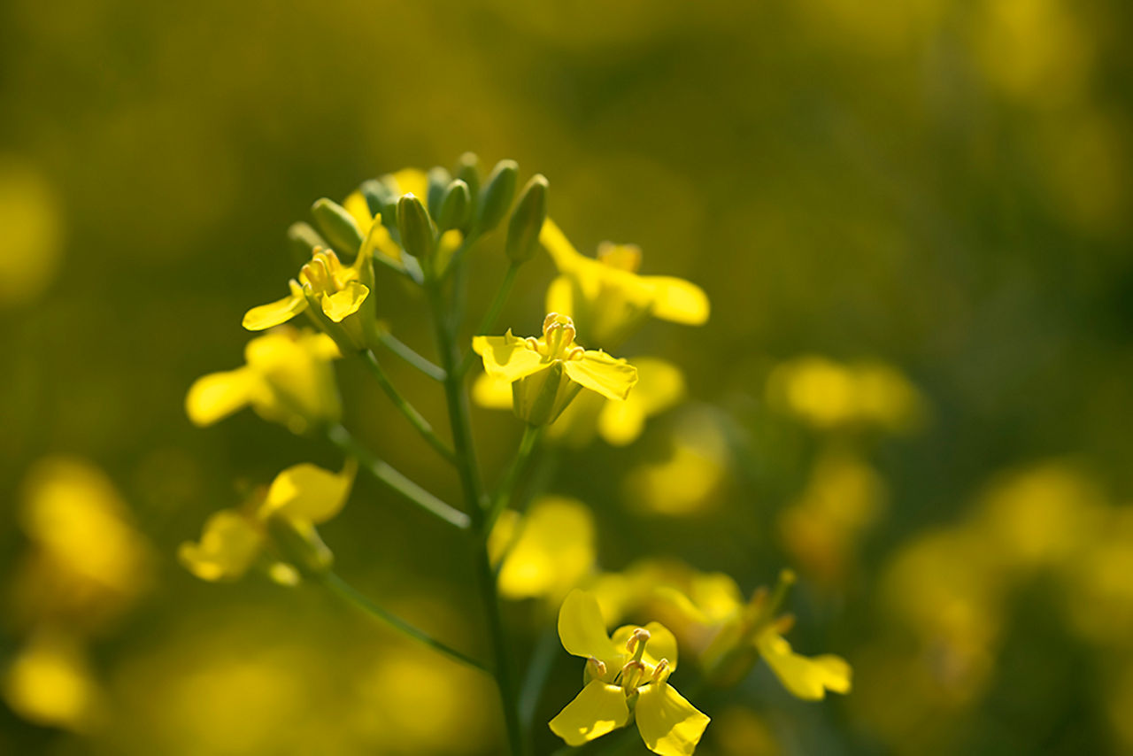 canola