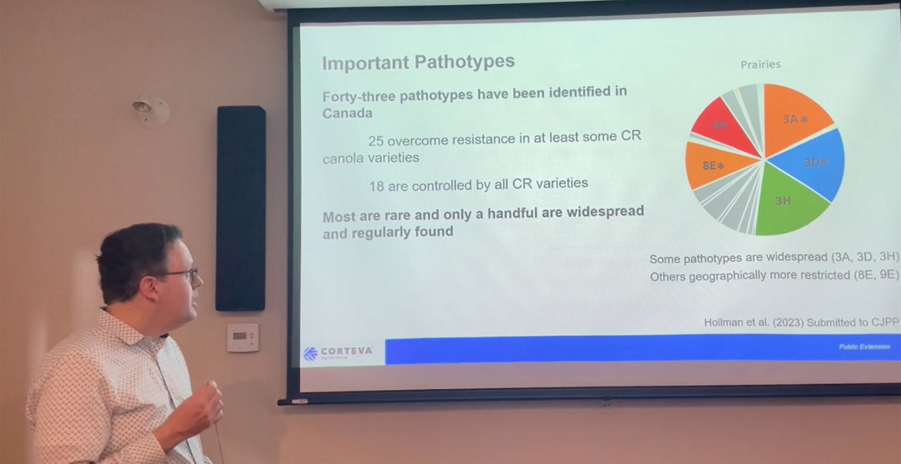 Clubroot pathotypes to know