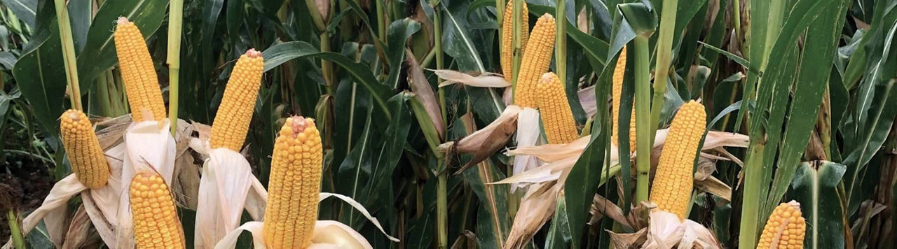 Comment éviter les pertes de protéines dans l’ensilage d’herbe ?