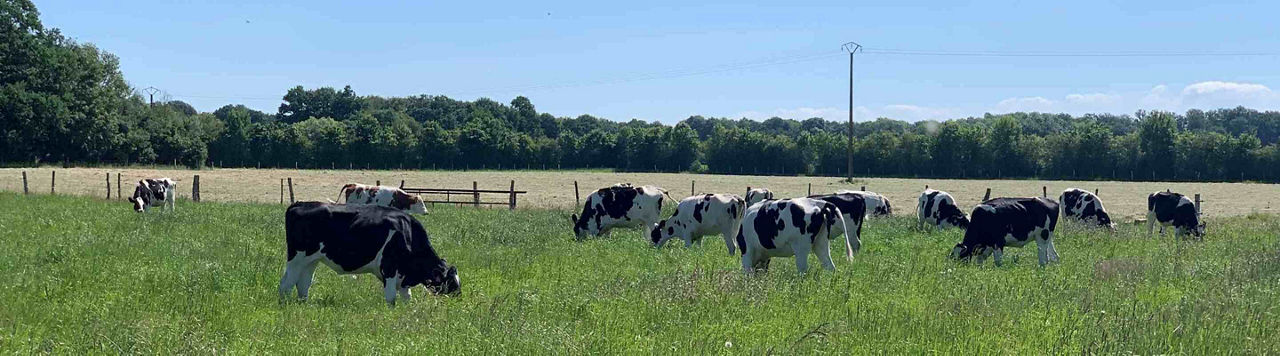 Comment améliorer le potentiel de mes prairies ?