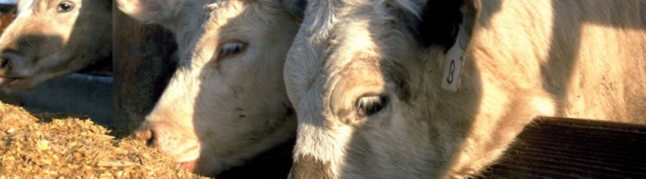 Comment optimiser ma ration en pilotant l’amidon de mes maïs ?