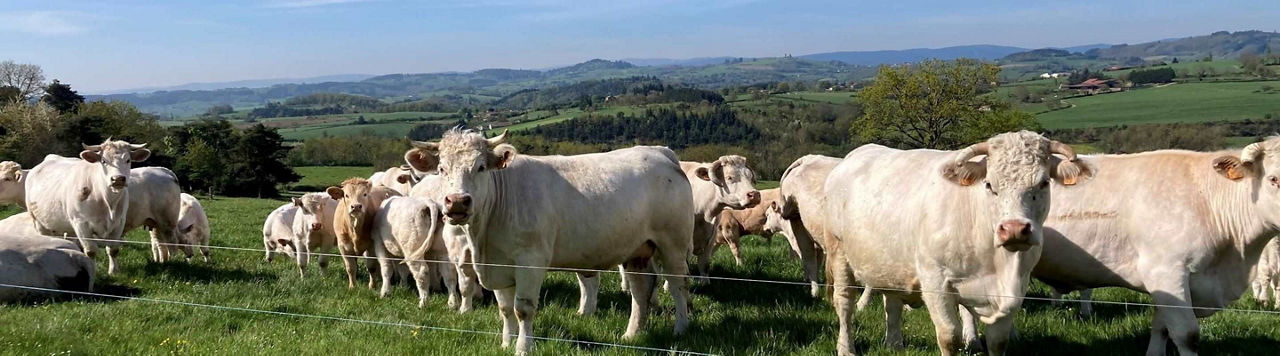 Des inoculants pour l’ensilage d’herbe ? Christian et Florian Brossard ne s’en privent pas !