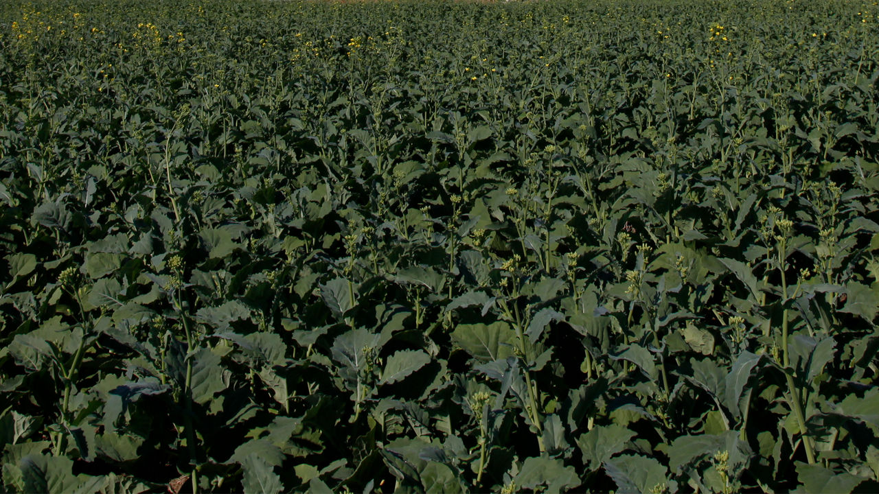 canola field early maturity