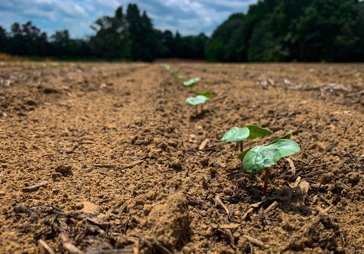 Early emerging cotton plant in field