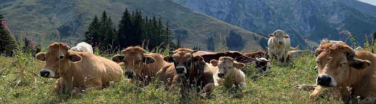 Est-ce que je peux réduire les gaz à effet de serre émis par mes vaches ?
