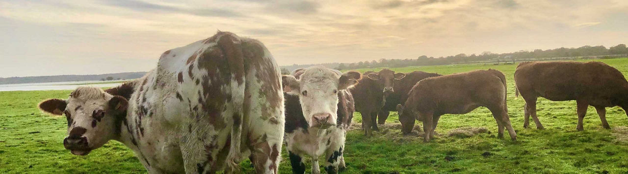 Est-ce que je peux réduire l’empreinte carbone de mon lait grâce au maïs ?