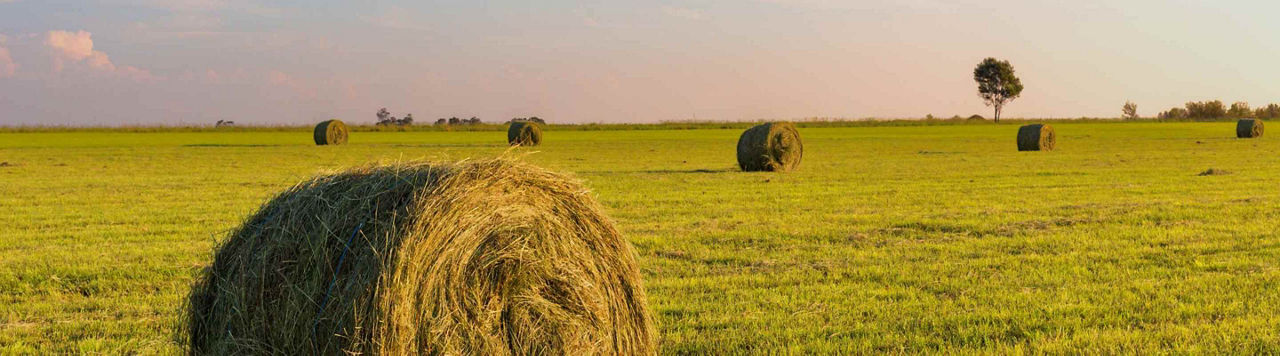 Faut-il désherber la prairie ?