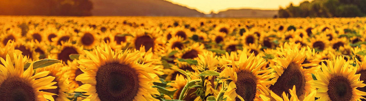 L’accompagnement agronomique de Protector en tournesol !