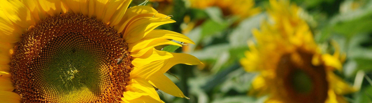 La performance génétique en tournesol avec Protector !