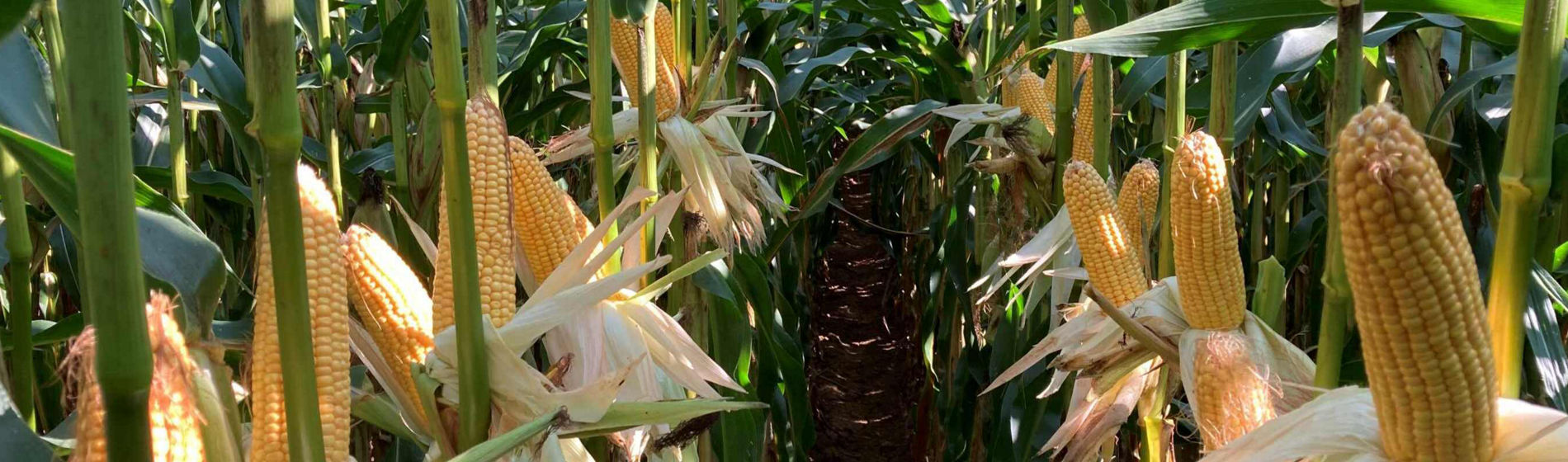 Les maïs dentés farineux sont-ils performants en conduite irriguée ?