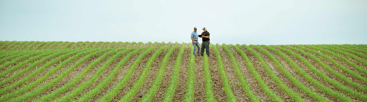 Photo - men in cornfield - long distance