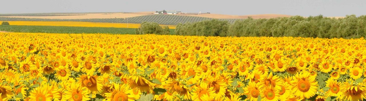 Corteva Biologicals : une nouvelle boîte à outils pour soutenir les cultures