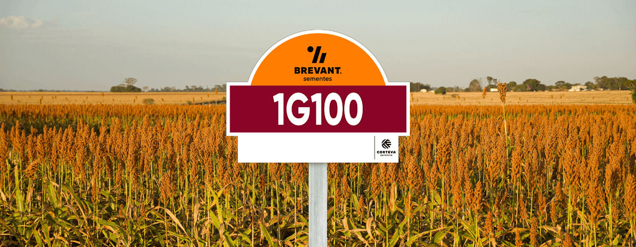 placa_sorgo_1G100
