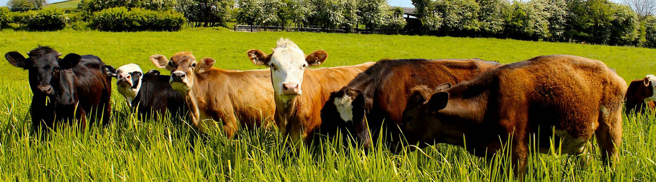 Pourquoi l'égérie du Salon de l'Agriculture est toujours une vache ?