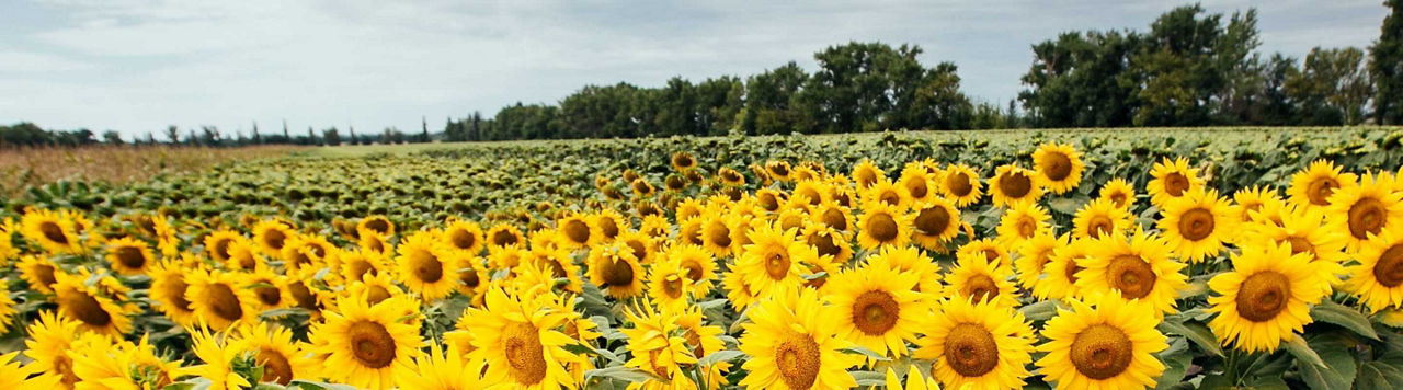 Protector est-il fait pour mon tournesol ? 