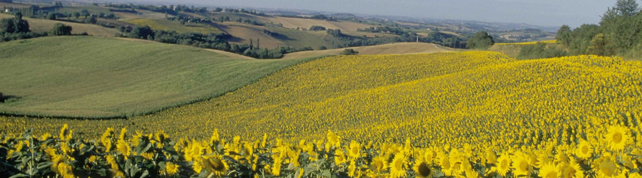 Protector, une démarche globale pour sécuriser vos résultats en tournesol