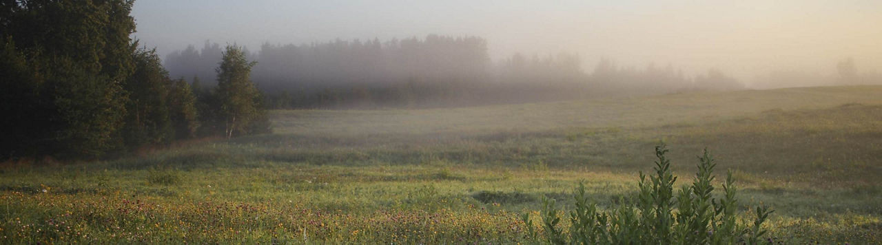 Quand et comment dois-je désherber mes prairies ?