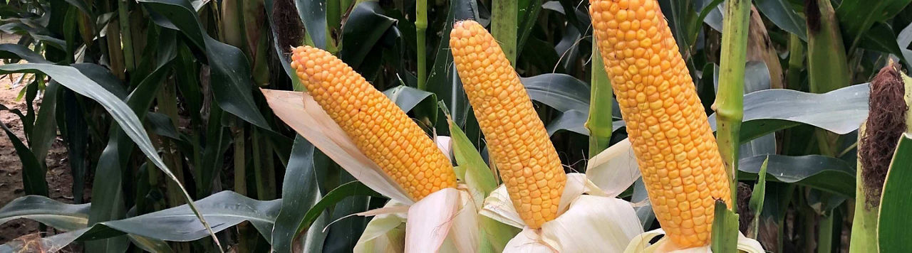 Quelles performances puis-je obtenir avec les maïs m3 ?