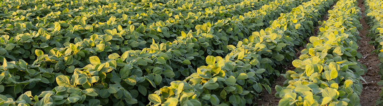 Field of AgVenture soybeans at sunset