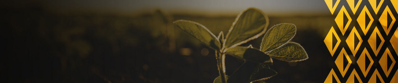soybean plant in field
