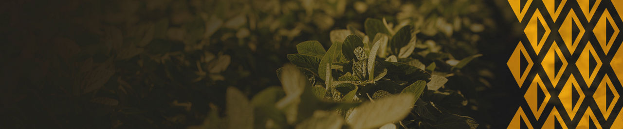 Soybean plants in field