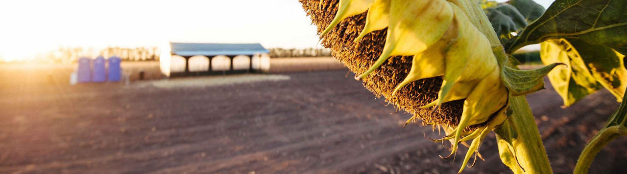 Les ravageurs du tournesol