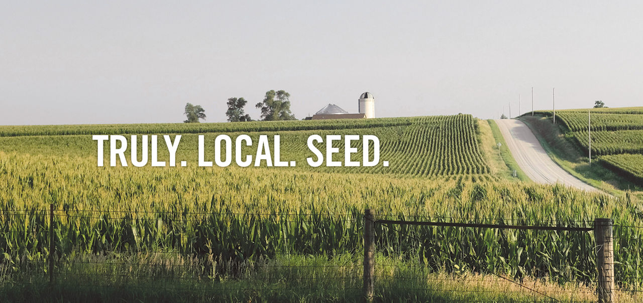 corn and country road