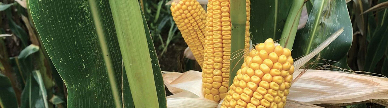 Vous vous posez des questions sur les maïs fourrages et la technologie m3 ?