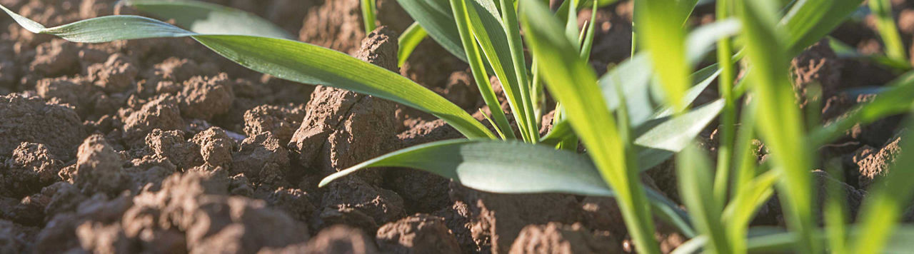 Je n’oublie pas le relais du printemps !