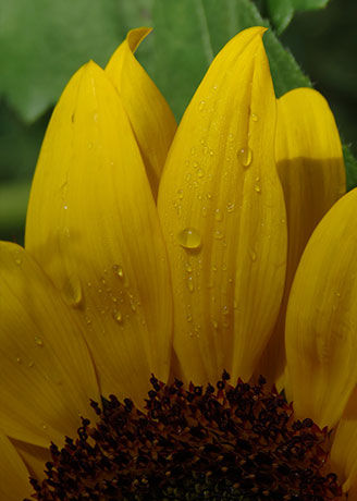 Primer plano cultivo de girasol