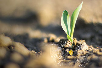Pequeña planta 