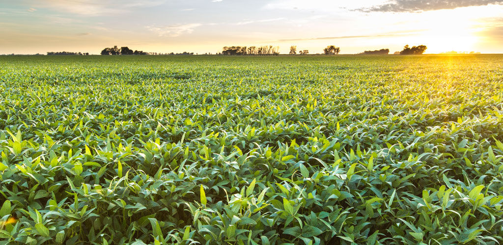 Campo atardecer con cultivo de campo de maíz