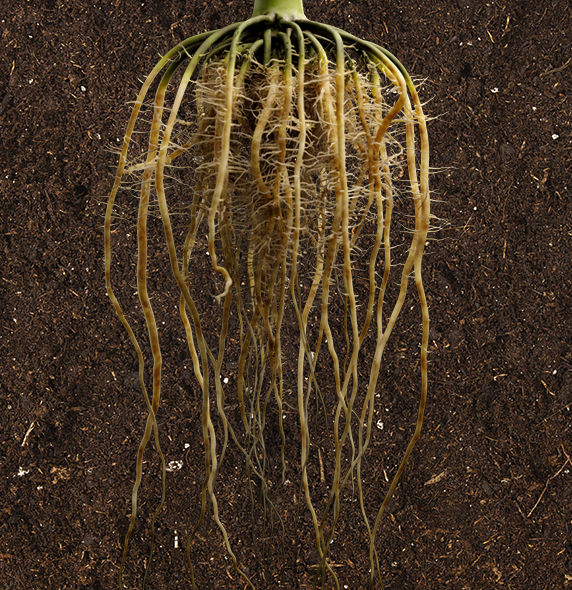 Roots in soil