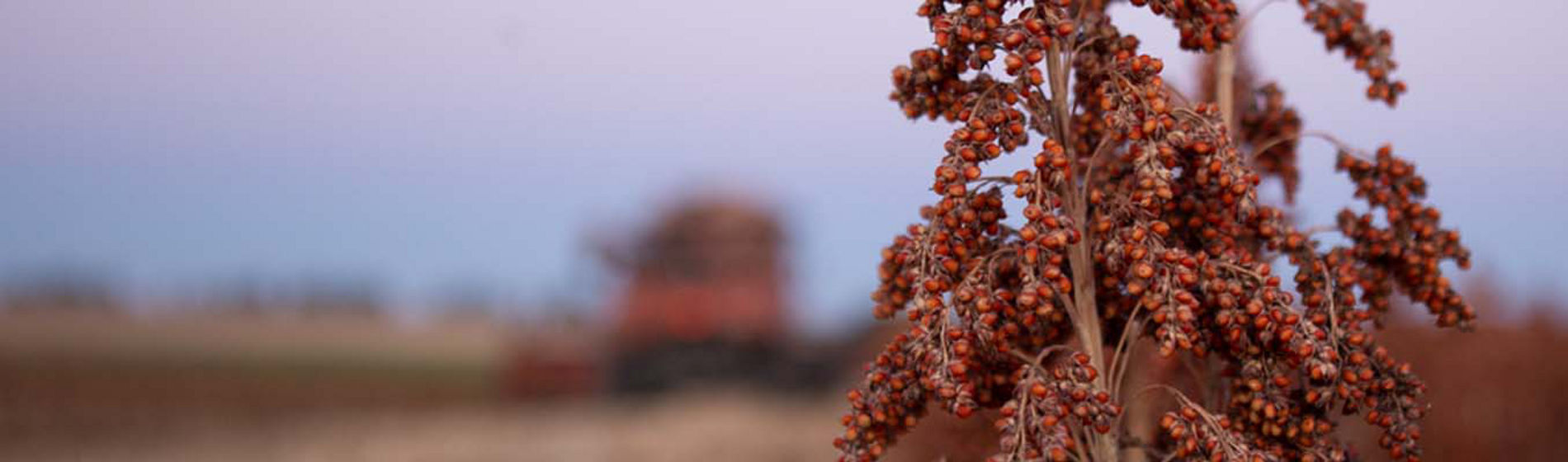 Sorgo
